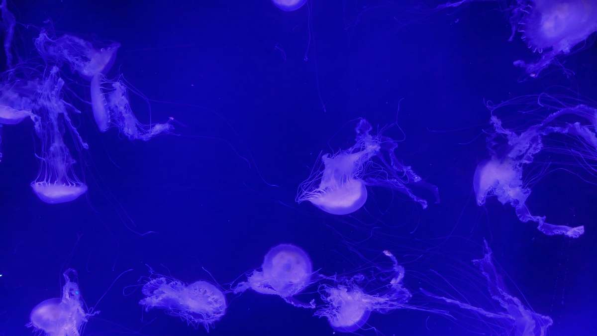 sea life shoal of pink-and-blue jellyfish animal